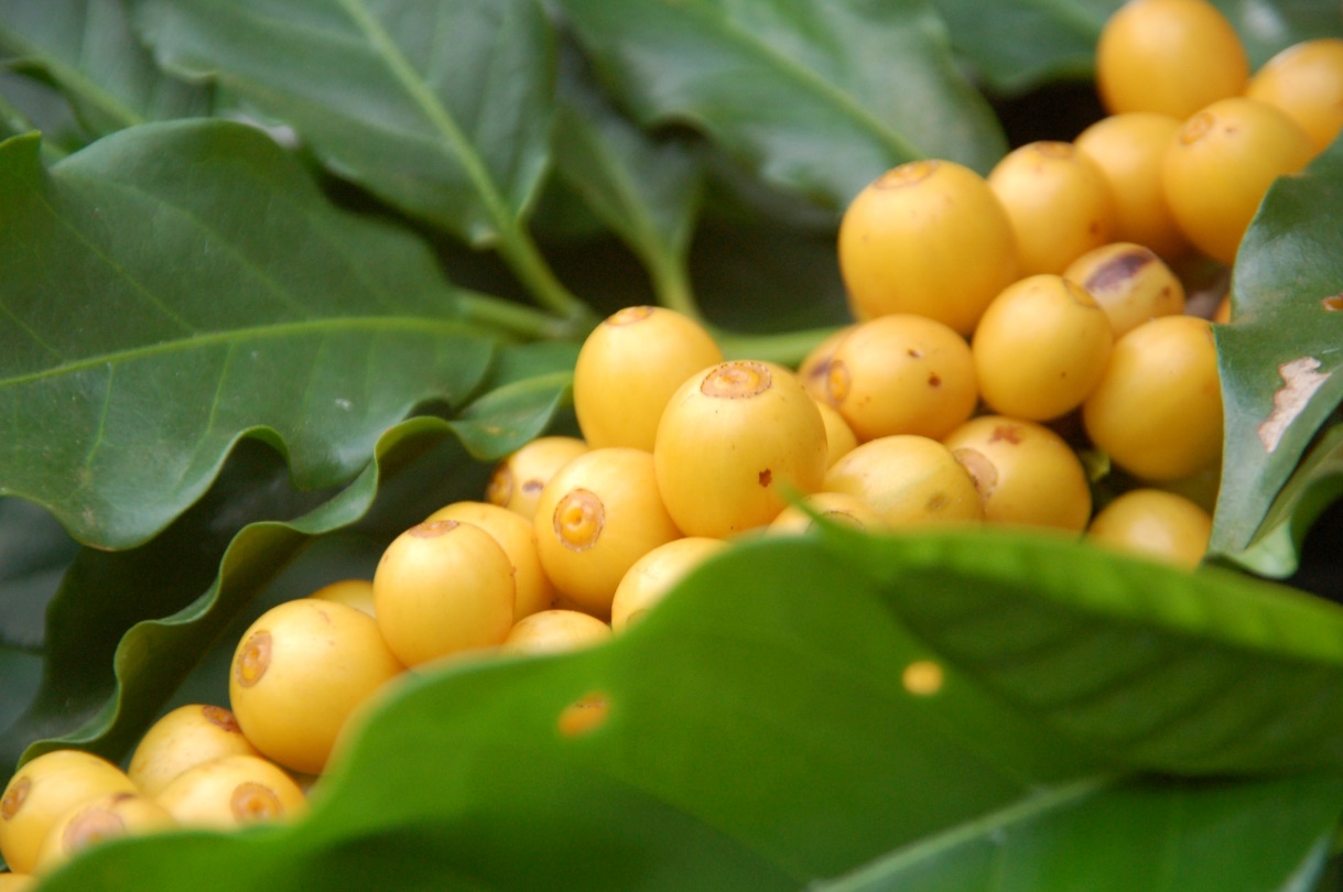 Brazil Sul De Minas